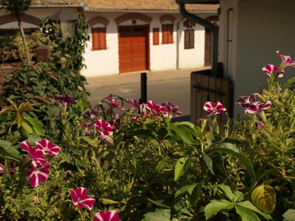 Vitenyi Pince Vendeghaz Villány Dış mekan fotoğraf